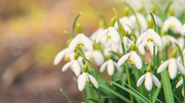 I bucaneve fioriscono nel giardino Fuoco selettivo