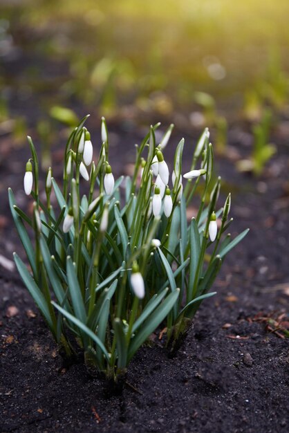 I bucaneve iniziano a sbocciare bellissimi fiori primaverili a febbraio