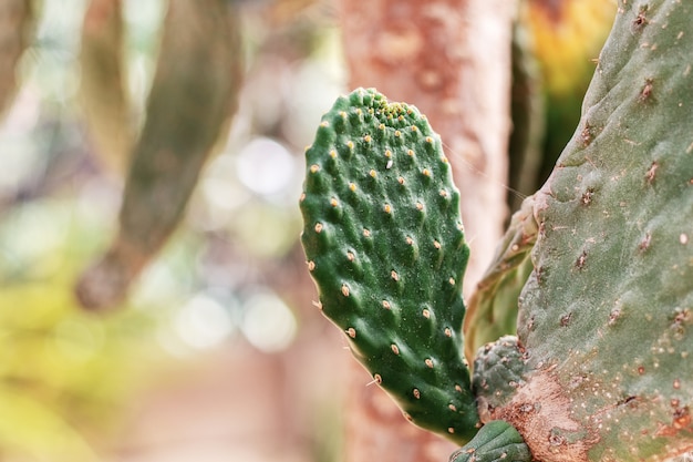 I cactus stanno crescendo con la luce solare.