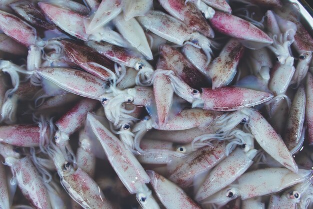 I calamari crudi freschi si vendono sul mercato locale fresco.