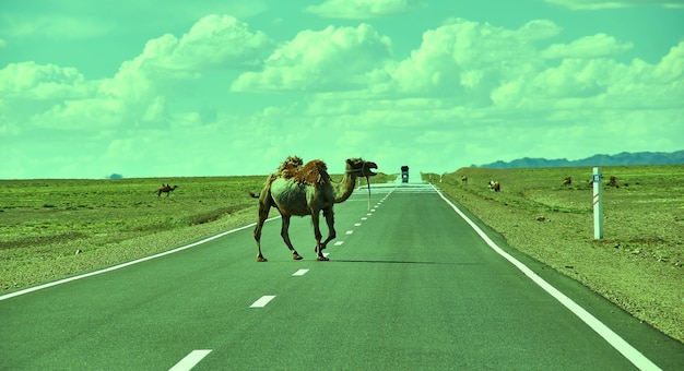 I cammelli attraversano l'autostrada