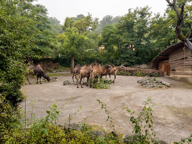 I cammelli nel grande recinto dello Zoo di Zurigo