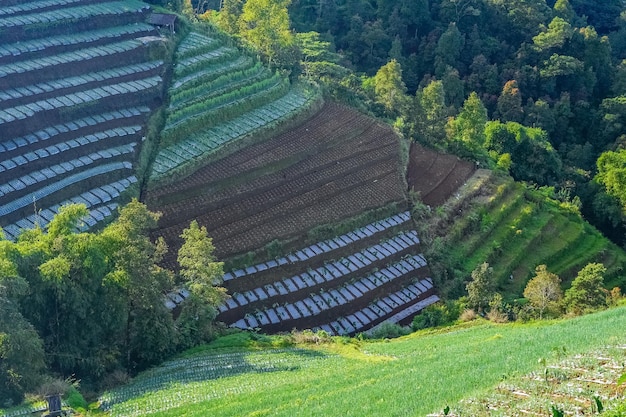 I campi terrazzati di cipollotti Sukomakmur Magelang Indonesia