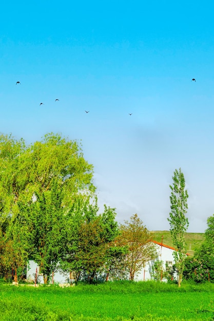 I campi verdi dell'Anatolia e la casa estiva offrono una vista del villaggio di Cayirtepe in una giornata di sole estivo