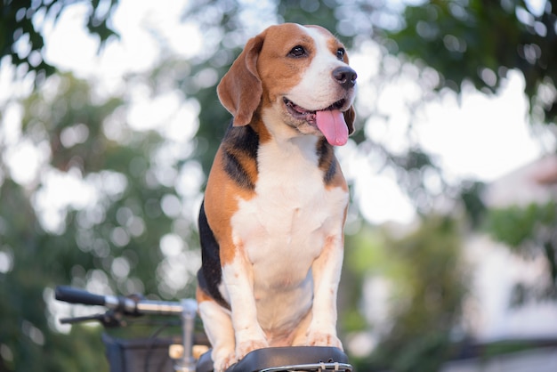 I cani Beagle sono in piedi su un sedile della bicicletta