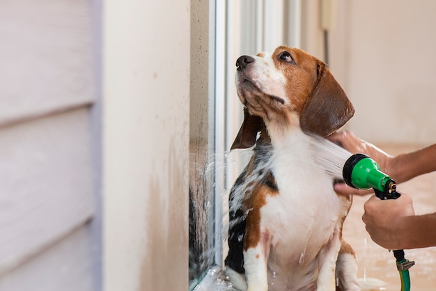 I cani Beagle stanno facendo il bagno, purificando il corpo