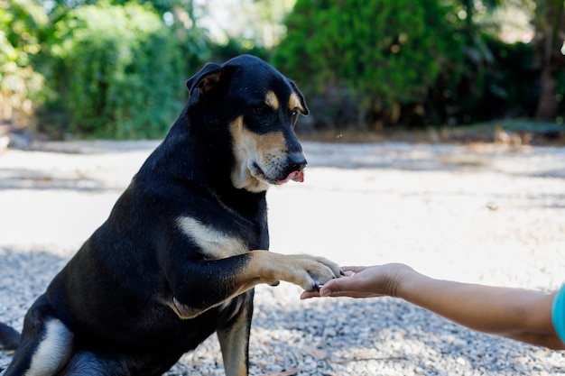 I cani chiedono cibo dai loro proprietari.