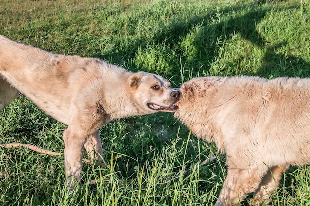 I cani combattono fuori sull'erba