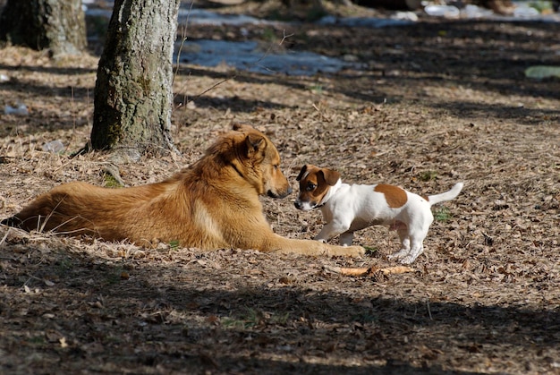 I cani comunicano in una soleggiata mattina di primavera. La regione di Mosca. Russia