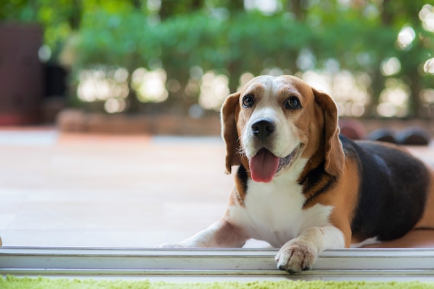 I cani da lepre guardano con occhi gentili e amichevoli