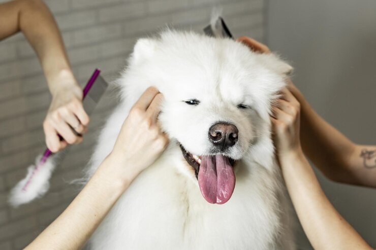 i cani da toelettatura della razza Samoiedo pettinano a quattro mani