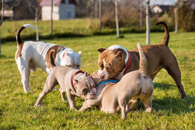 I cani dei cuccioli di bullo americano stanno giocando sulla natura