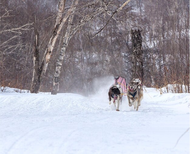 I cani in imbracatura che tirano una slitta gare in inverno