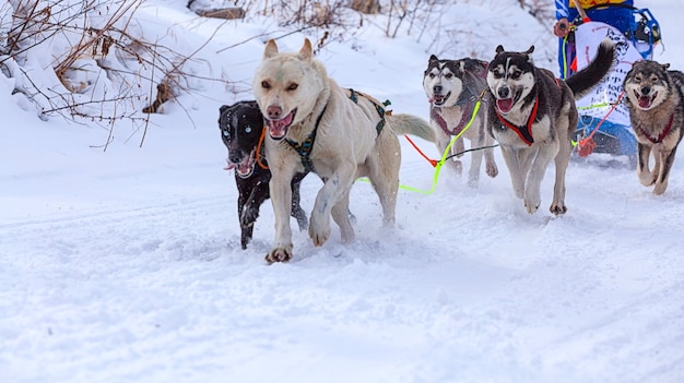 I cani in imbracatura che tirano una slitta gare in inverno