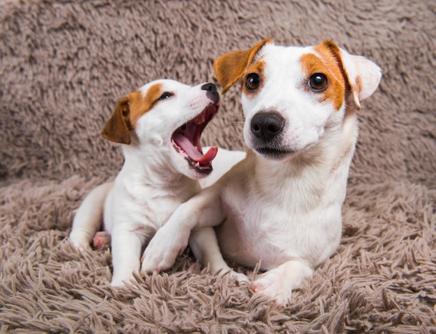 I cani Jack Russell Terrier giacciono vicini, cane madre adulta e cucciolo.