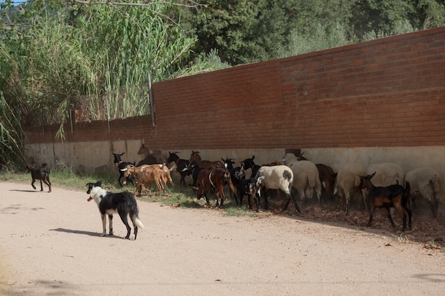 I cani pascolano un gregge di capre e pecore all'ombra di un edificio.