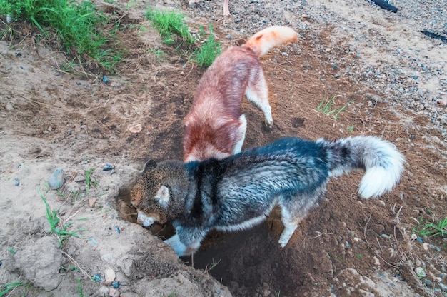 I cani scavano una buca nel terreno