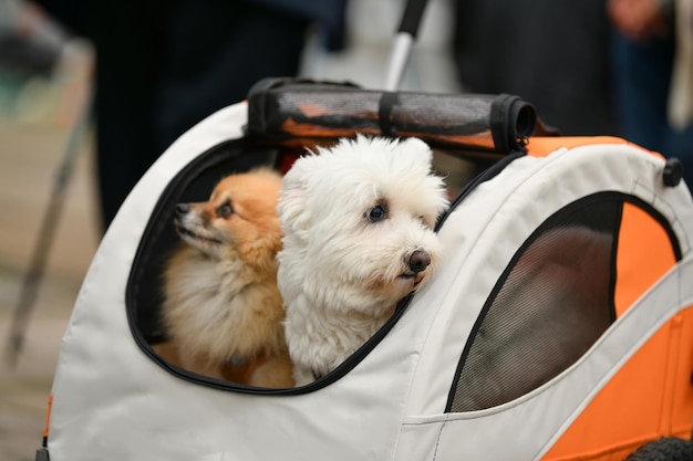 I cani seduti nel carrello in città