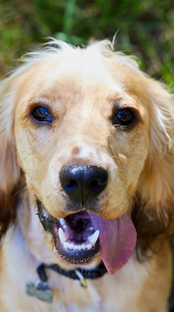 I cani sono il nostro collegamento con il paradiso Ritratto di un adorabile cucciolo di cocker spaniel con la lingua fuori, seduto fuori sull'erba