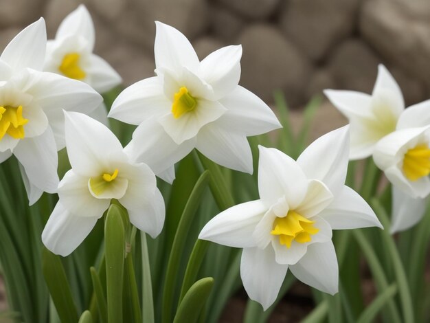 I carini narcisi bianchi della primavera