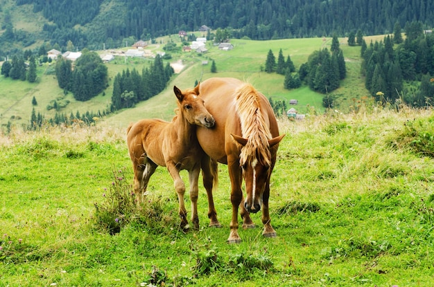 I cavalli baio pascolano in montagna