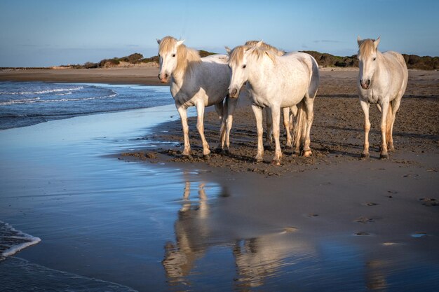 I cavalli bianchi camminano nell'acqua in tutto il mare in Camargue Francia