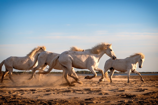 I cavalli bianchi camminano nella sabbia in tutto il paesaggio della Camargue, nel sud della Francia