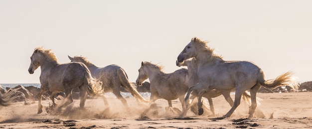 I cavalli bianchi della Camargue galoppano sulla sabbia