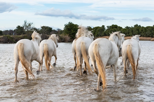 I cavalli bianchi sono al galoppo nell'acqua in tutto il mare in Camargue, Francia