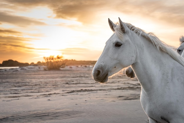 I cavalli bianchi stanno camminando nell'acqua in tutto il mare in Camargue, Francia.