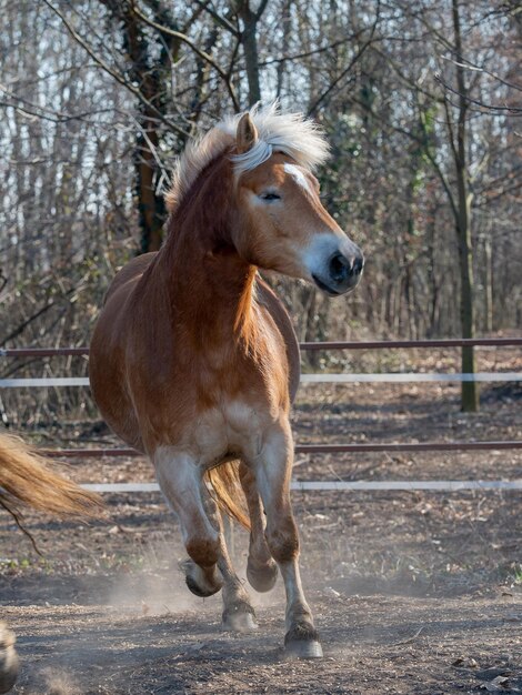 I cavalli corrono liberi