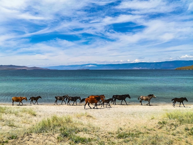 I cavalli corrono lungo la riva del lago Baikal Olkhon Island Russia