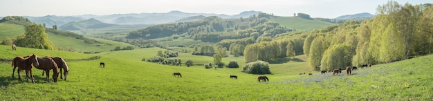 I cavalli del paesaggio rurale mattutino pascolano in una vista panoramica del prato primaverile