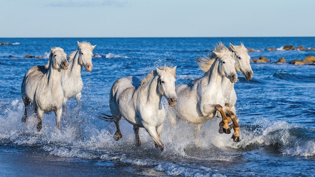 I cavalli della Camargue corrono meravigliosamente lungo l'acqua della laguna