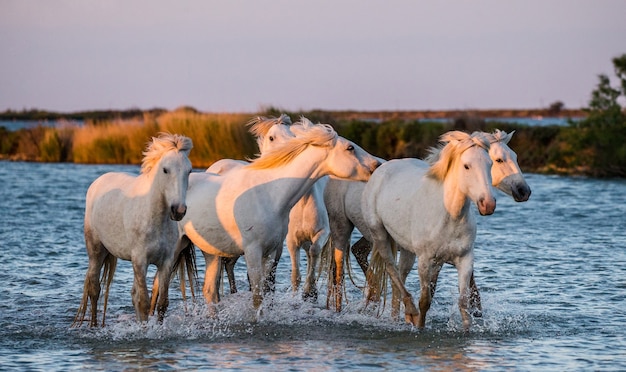 I cavalli della Camargue corrono meravigliosamente lungo l'acqua della laguna