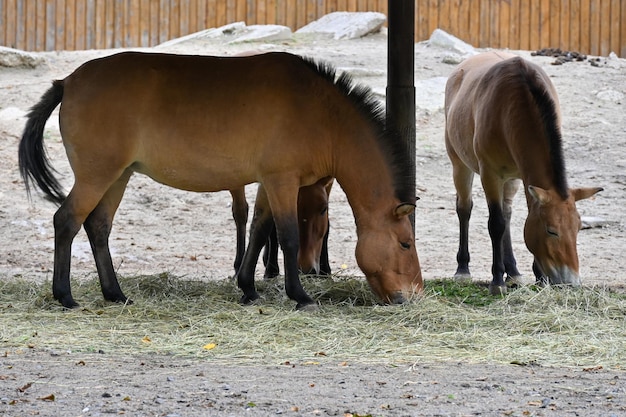 I cavalli di Przewalski mangiano l'erba alla fattoria