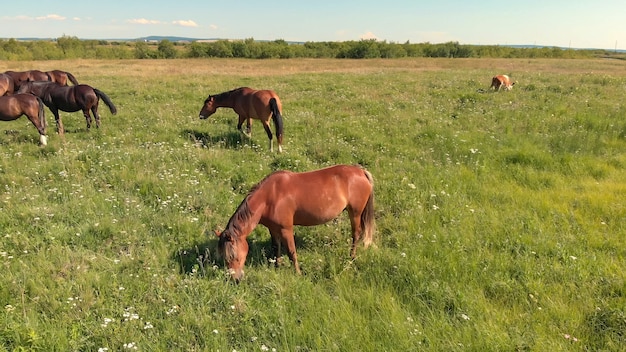 I cavalli marroni stanno sul prato verde e pascolano l'erba sui terreni agricoli, vista aerea.