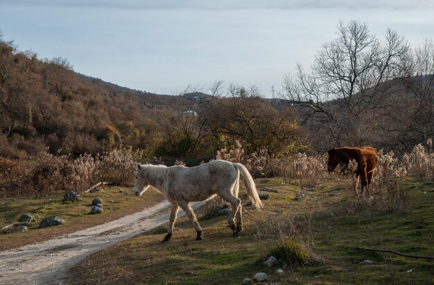 I cavalli pascolano in un prato nella Repubblica di Abkhazia