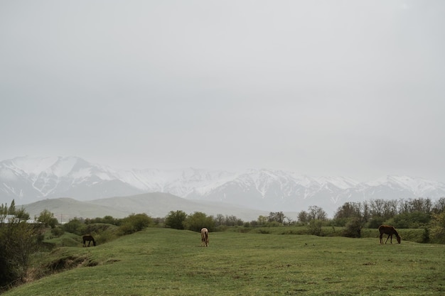 I cavalli pascolano in un prato sullo sfondo delle montagne in primavera