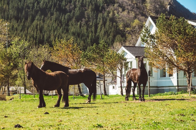 I cavalli pascolano su un prato verde sullo sfondo della casa e delle montagne