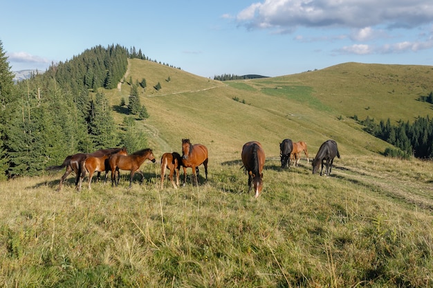 I cavalli pascolavano su un alpeggio contro le montagne. Estate