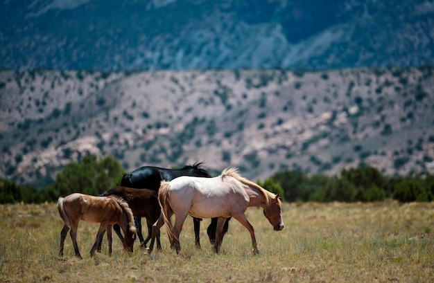 I cavalli selvatici un gregge di cavalli nel parco nazionale delle montagne americane USA