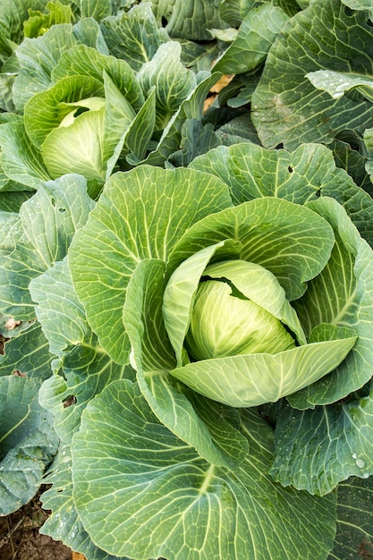 I cavoli bianchi in linea crescono sul campo, l'agricoltura