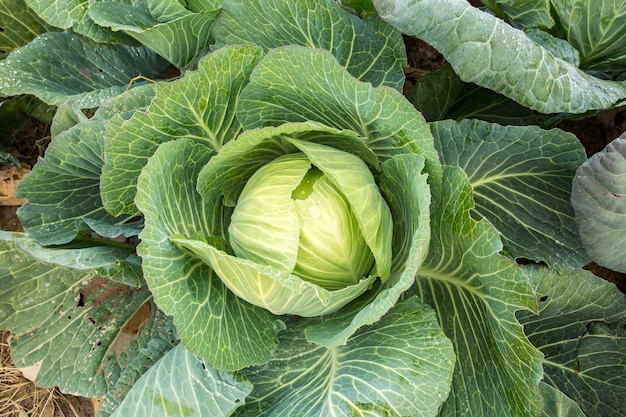 I cavoli bianchi in linea crescono sul campo, l'agricoltura