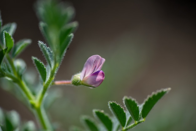 I ceci fioriscono con le plantule verdi nel campo dell'azienda agricola