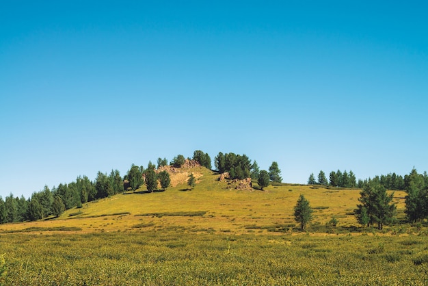 I cedri si sviluppa sulla collina vicino alla pietra rocciosa nel giorno soleggiato. Conifere stupefacenti sotto cielo blu. Ricca vegetazione di altopiani. Paesaggio montano inimmaginabile.