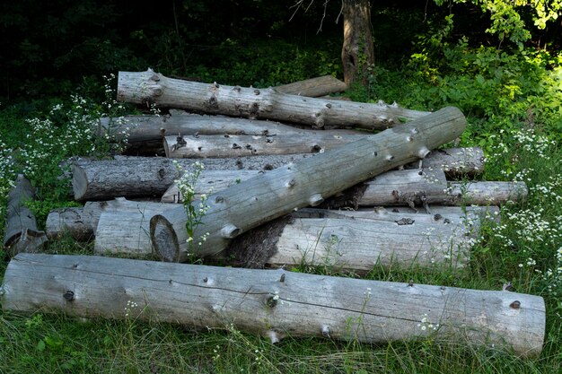 I ceppi di legno giacciono in un mucchio. segheria