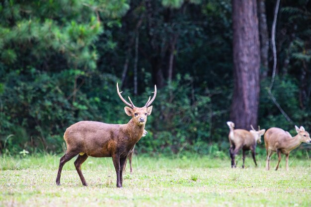 I cervi nel santuario della fauna selvatica della Thailandia.