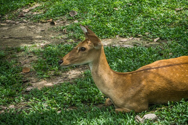 I cervi si rilassano all&#39;ombra del parco.