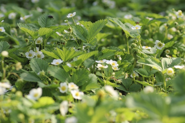 i cespugli di fragole sbocciano i loro fiori bianchi con un centro giallo in una giornata estiva sotto il caldo sole